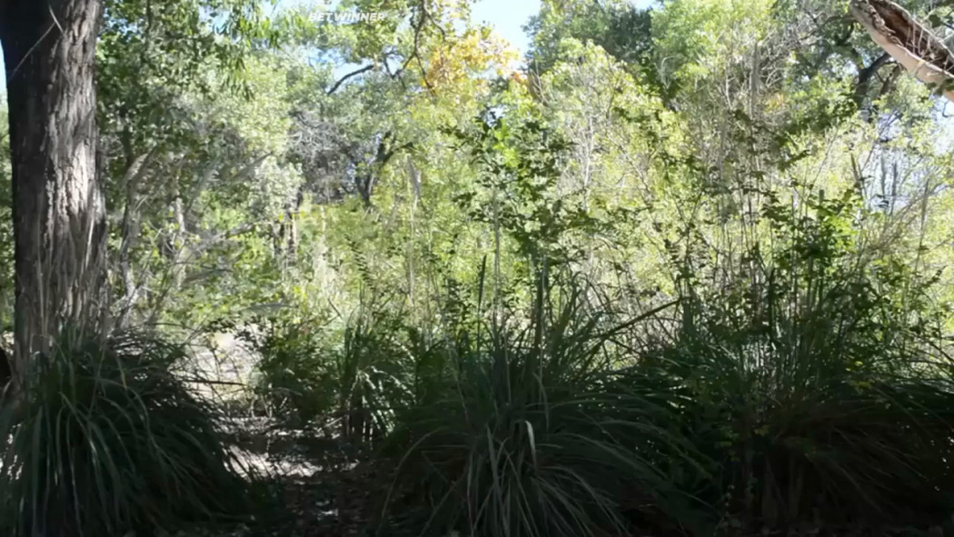 ღამის მხეცი  ქართულად -  Beast by Night