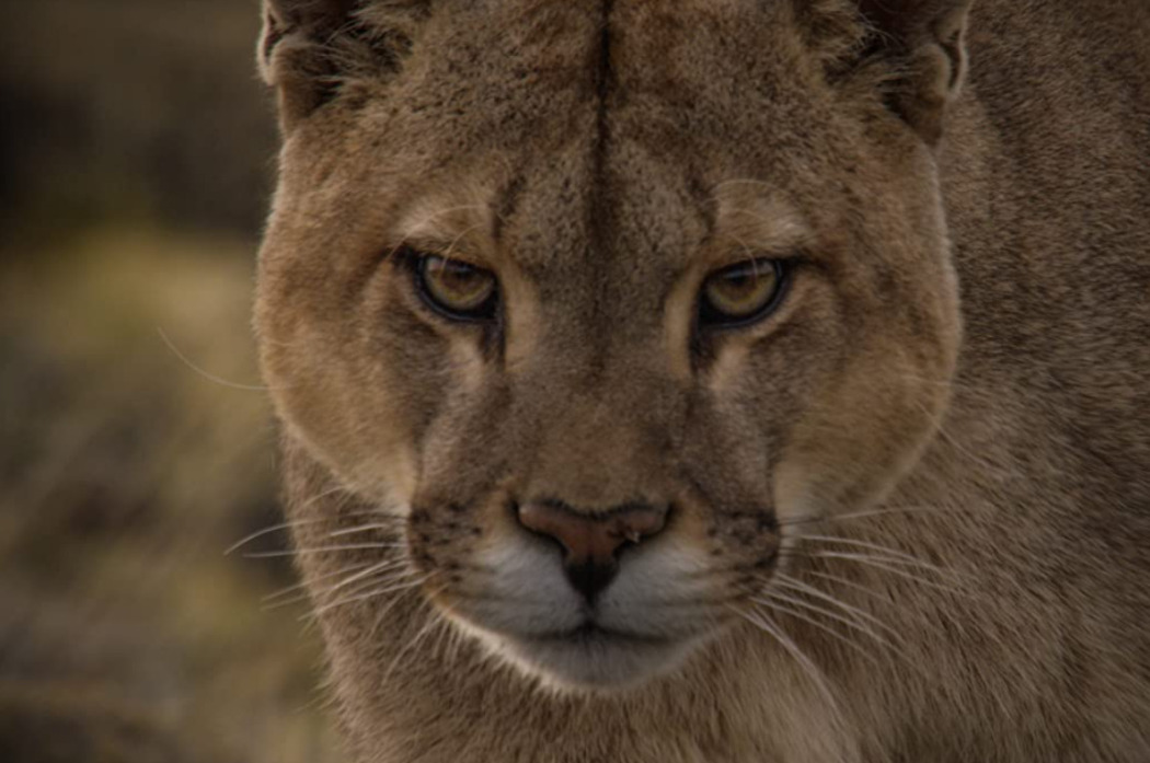 პუმას სამკუთხედში  ქართულად -  Into the Puma Triangle