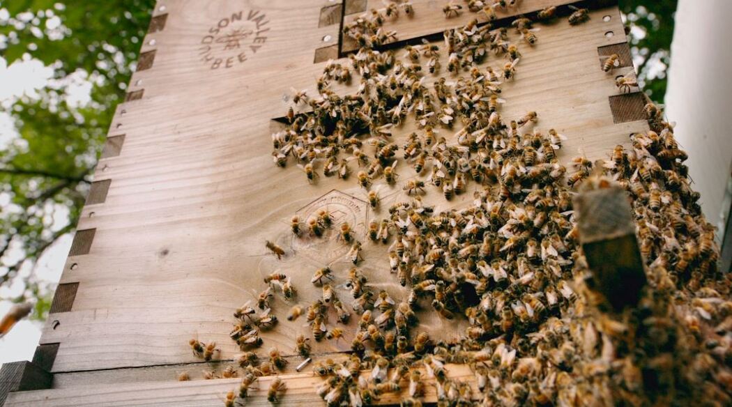 დამტვერავი  ქართულად -  The Pollinators