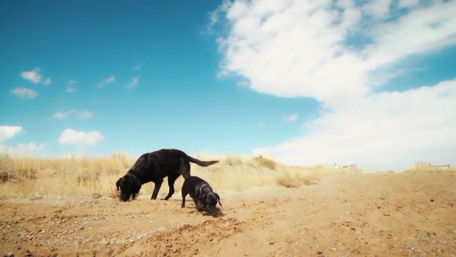 ფერმის დღეები  ქართულად -  Farm Days