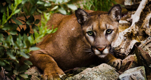 ბუნტი და ცეკვა  ქართულად -  The Riot and the Dance