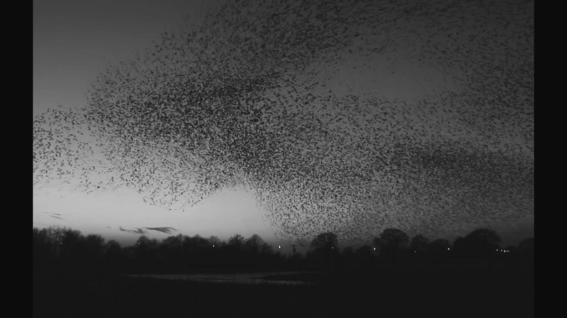 ისინი მერცხლებივით მოვიდნენ  ქართულად -  They Came Like Swallows