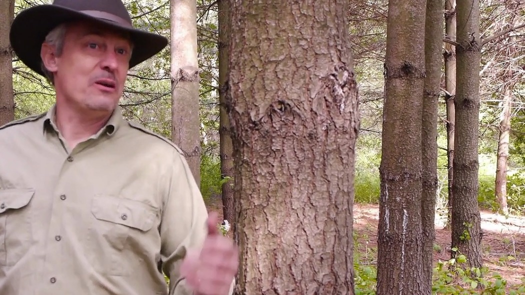 კონგა TNT  ქართულად -  Konga TNT