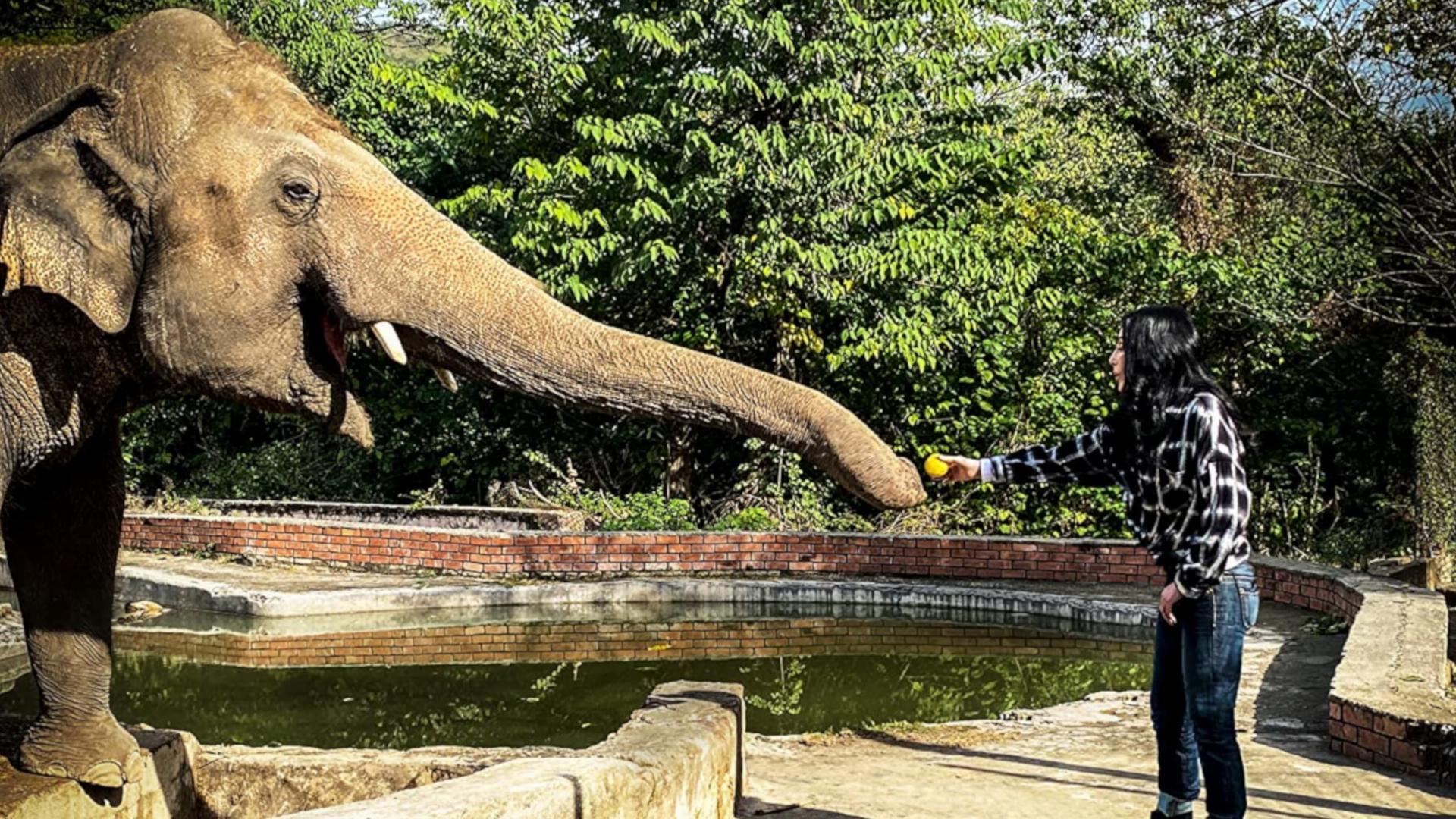 შერი და ყველაზე მარტოსული სპილო  ქართულად -  Cher and the Loneliest Elephant