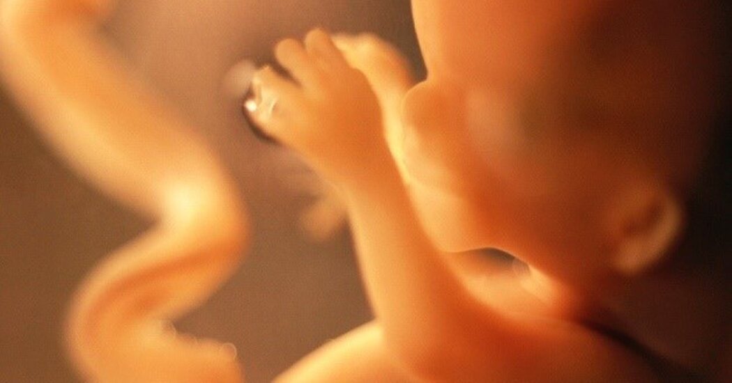 ემბრიონი  ქართულად -  Embryo