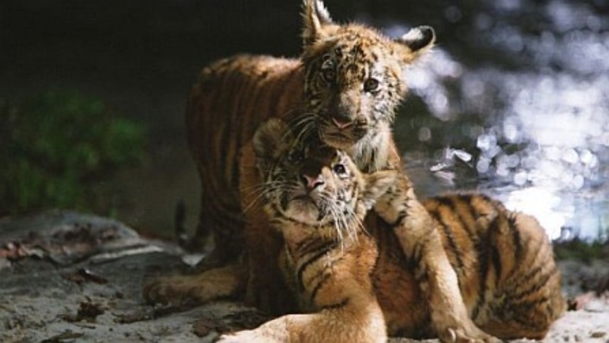 ორი ძმა  ქართულად -  Two Brothers