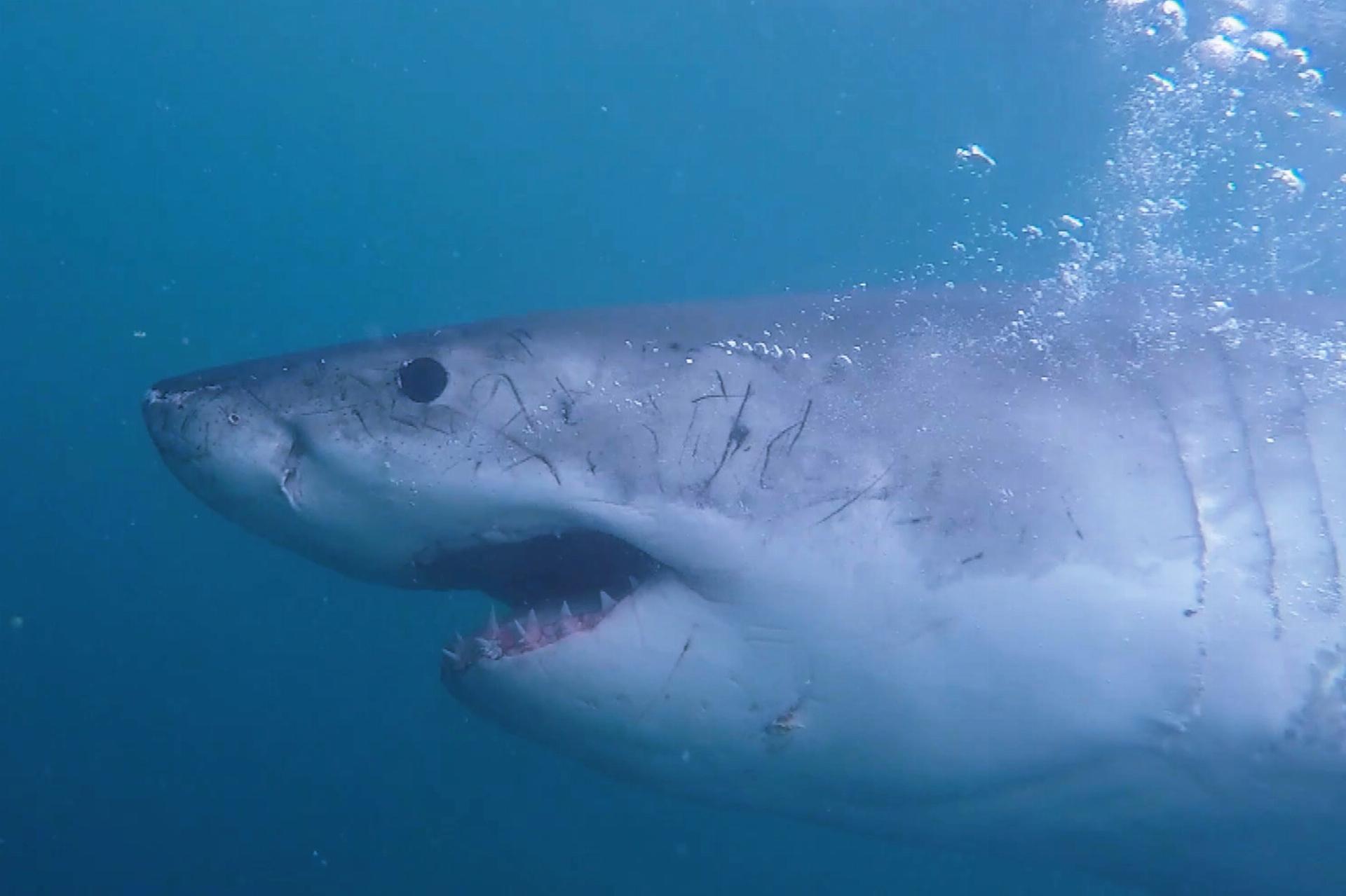 მეგა მტაცებლები  ქართულად -  Mega Predators of Oz