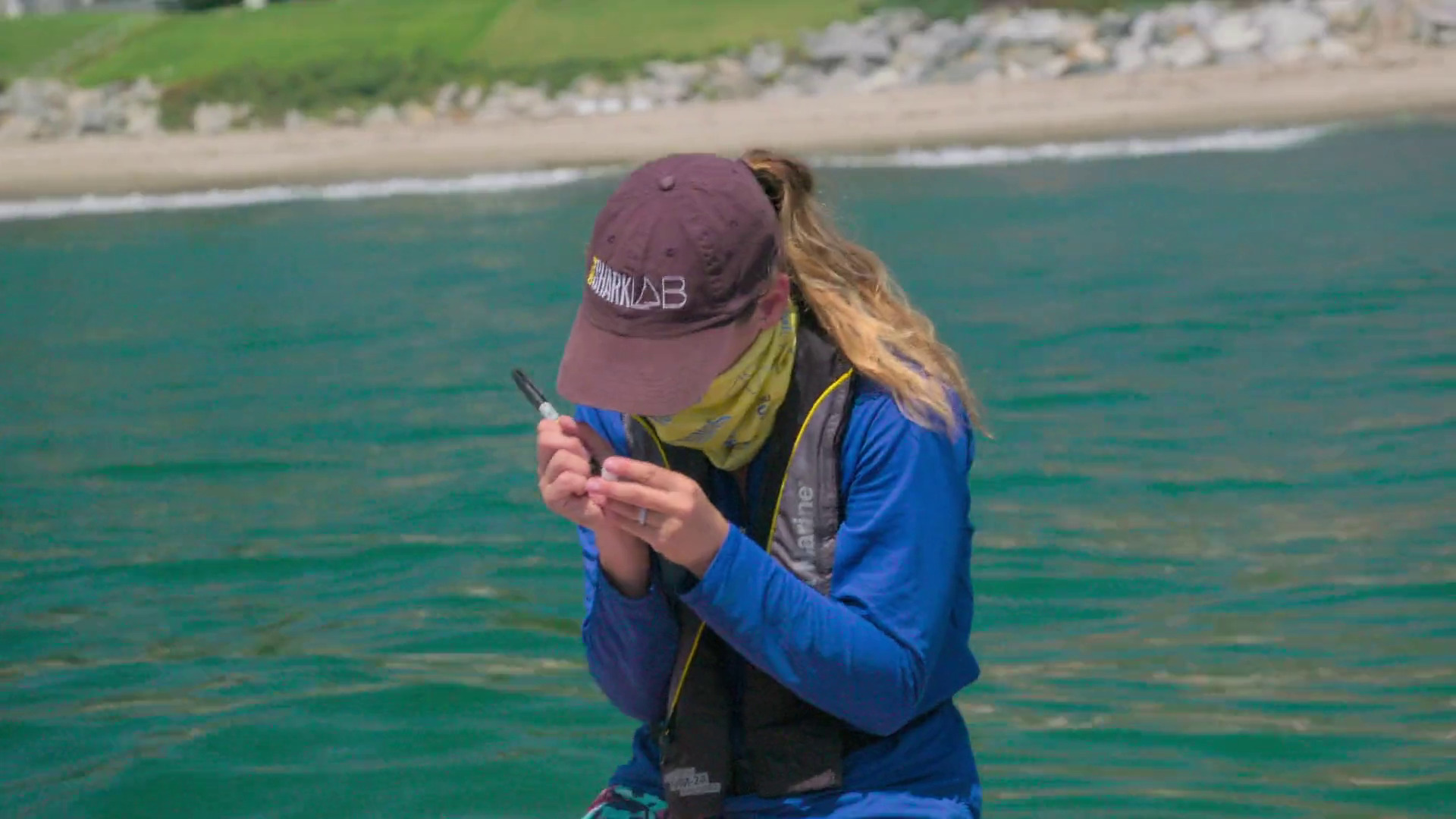 ზვიგენთა ბანდები  ქართულად -  Shark Gangs