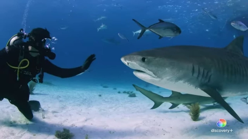 ფარფლი  ქართულად -  Fin