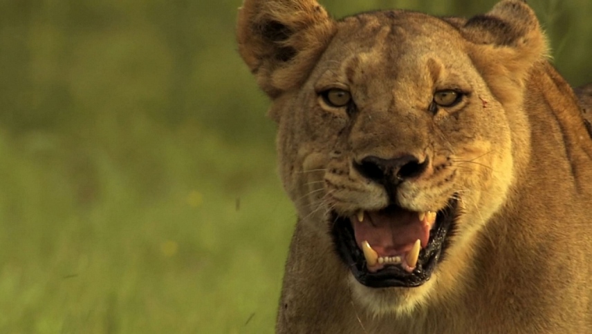 უკანასკნელი ლომები  ქართულად -  The Last Lions