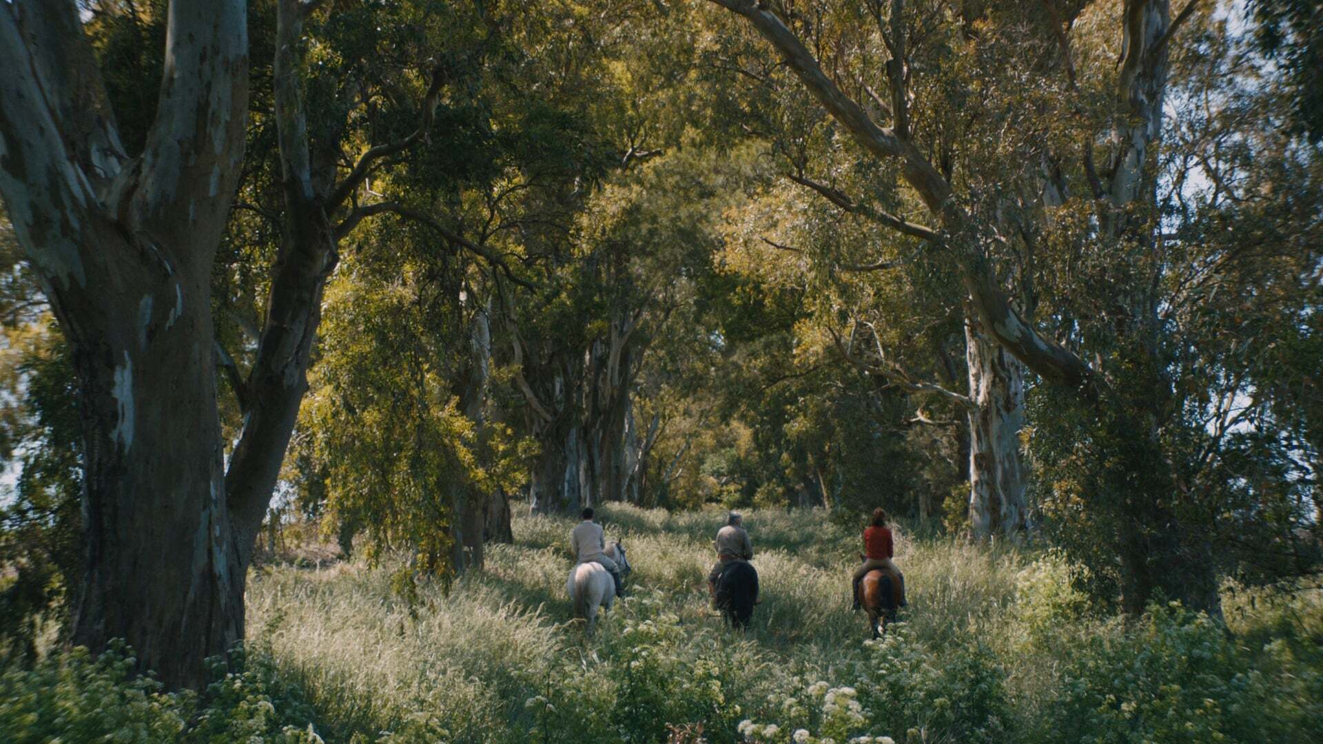 აზორი  ქართულად -  Azor