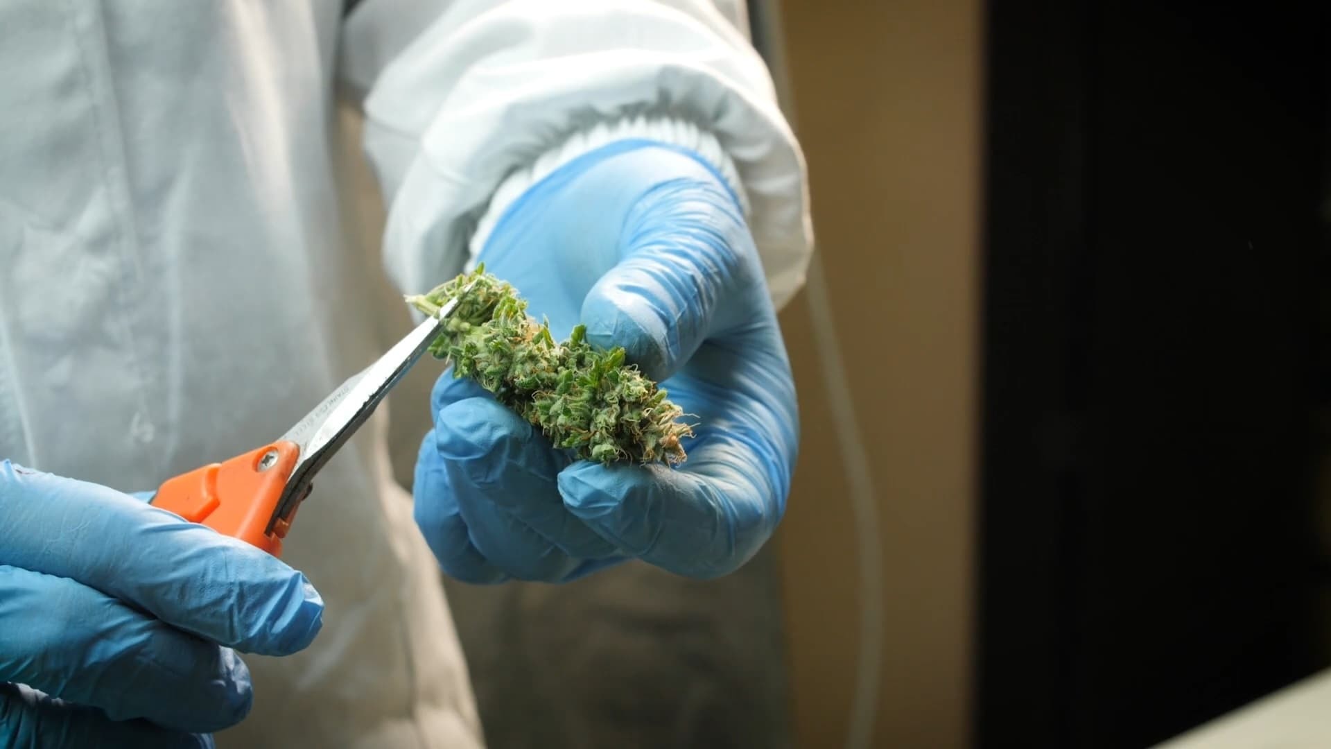 ჩვენი კანაფი  ქართულად -  Canapa nostra