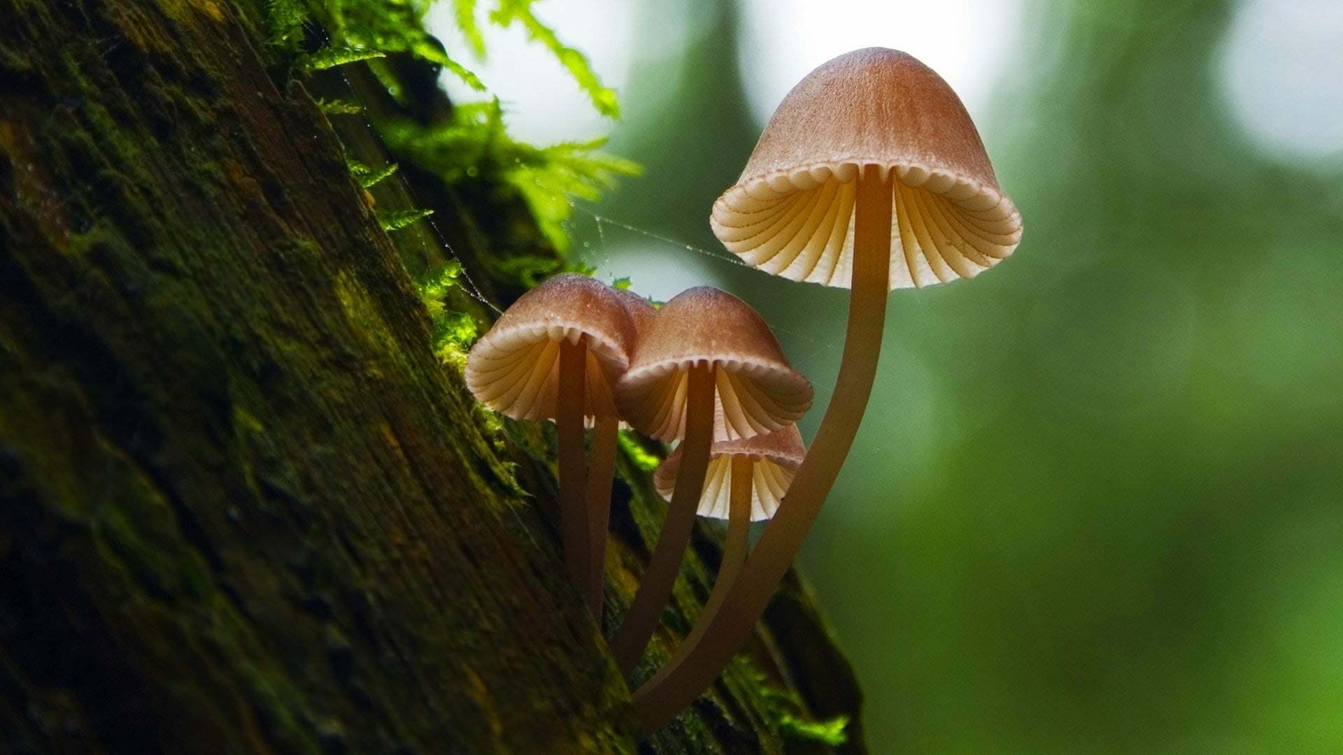 ფანტასტიური სოკო  ქართულად -  Fantastic Fungi