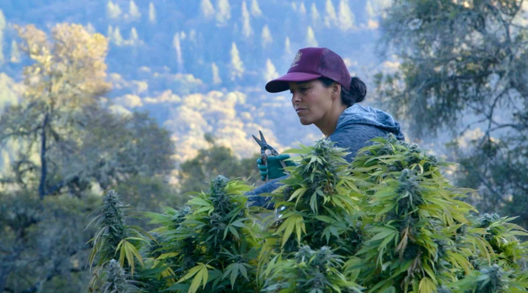 ლედი ბადსი  ქართულად -  Lady Buds