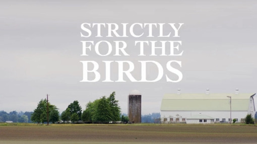 Strictly for the Birds