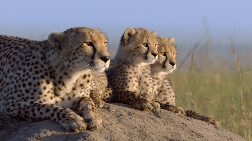 აფრიკული კატები  ქართულად -  African Cats