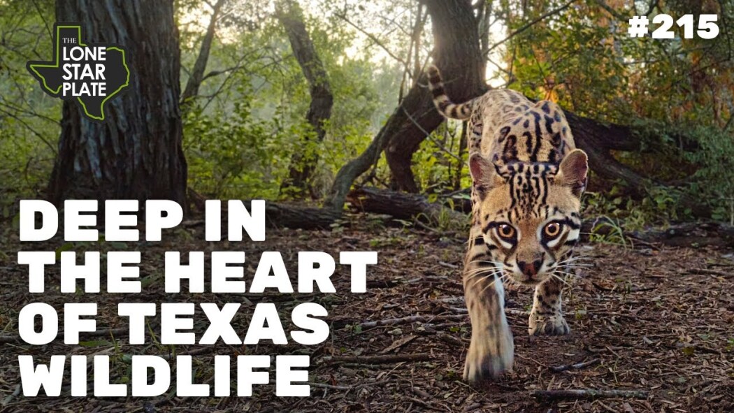 Deep in the Heart: A Texas Wildlife Story