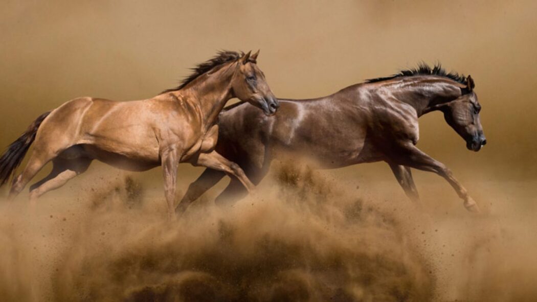 American Horses