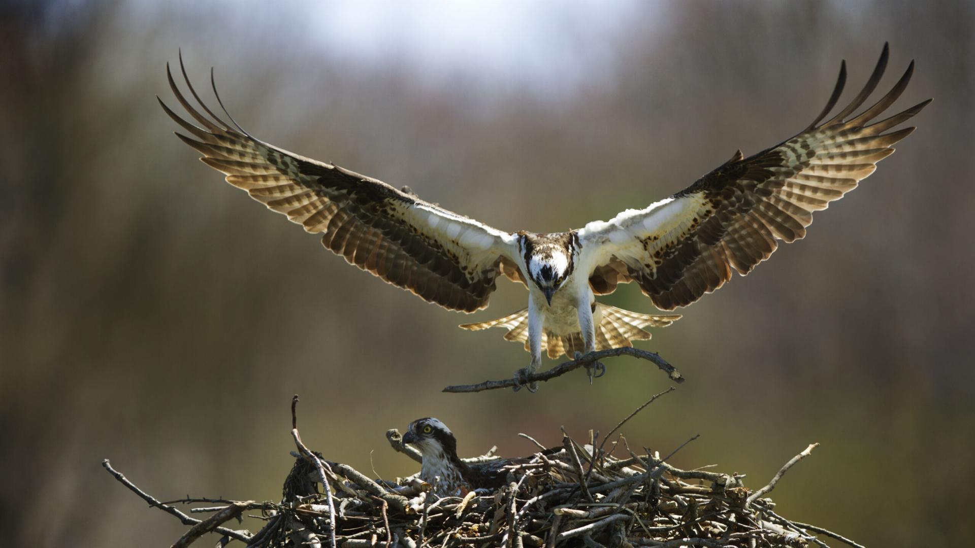 Season of the Osprey