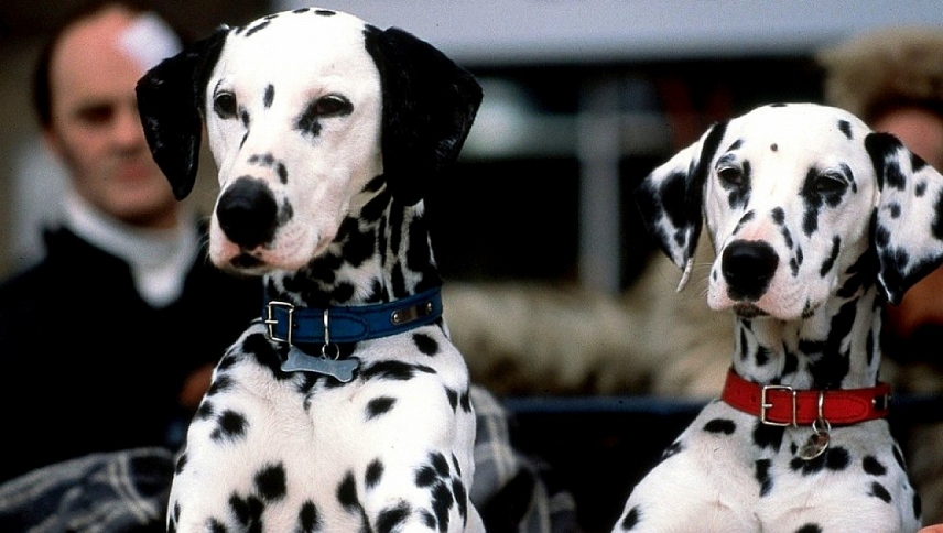 102 დალმატინელი  ქართულად -  102 Dalmatians