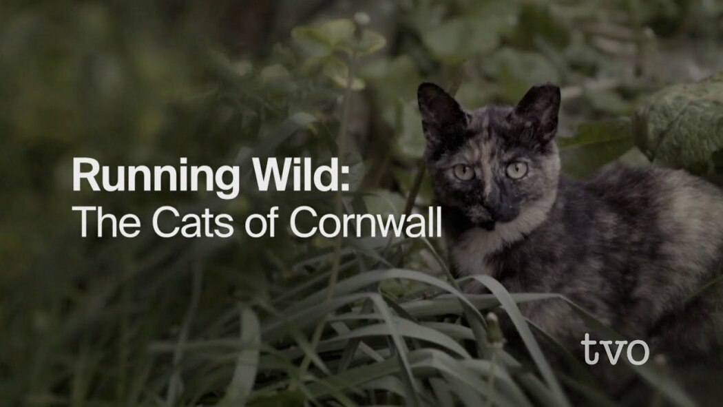 Running Wild: The Cats of Cornwall