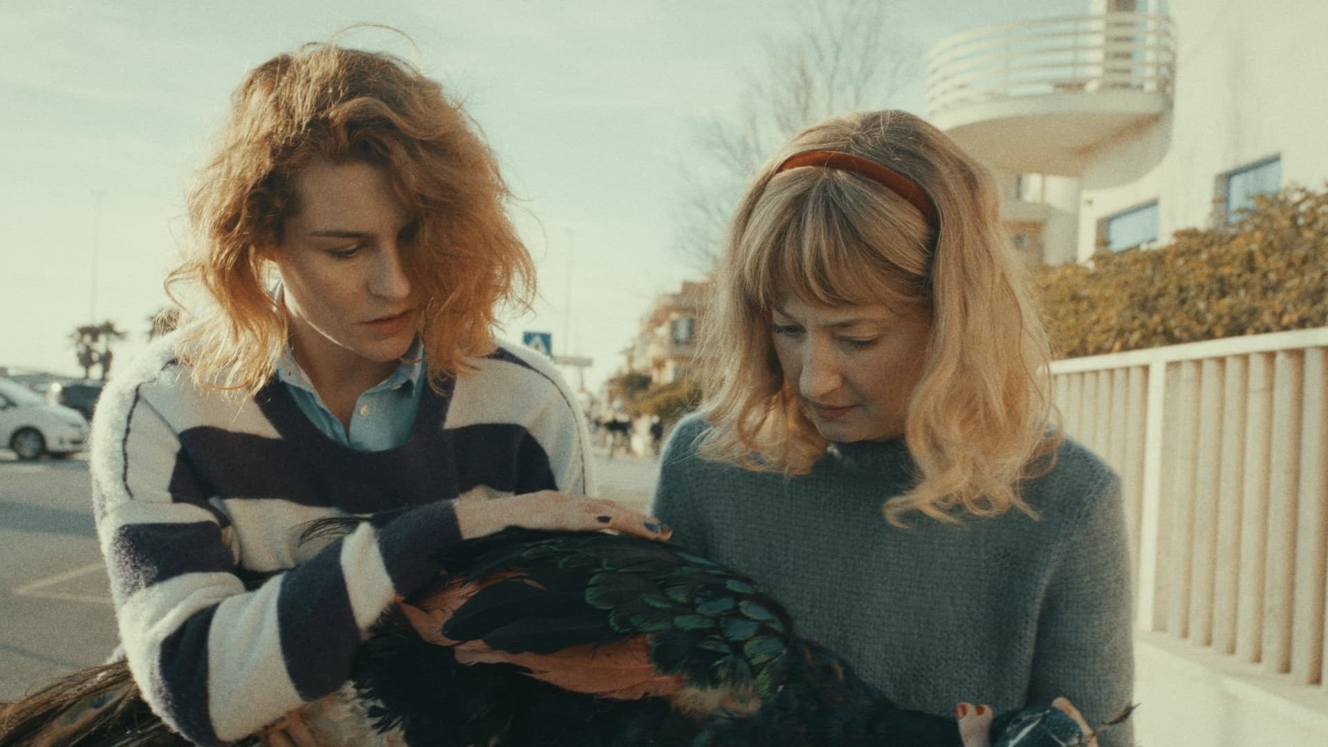 The Peacocks Paradise  ქართულად -  Павлиний рай