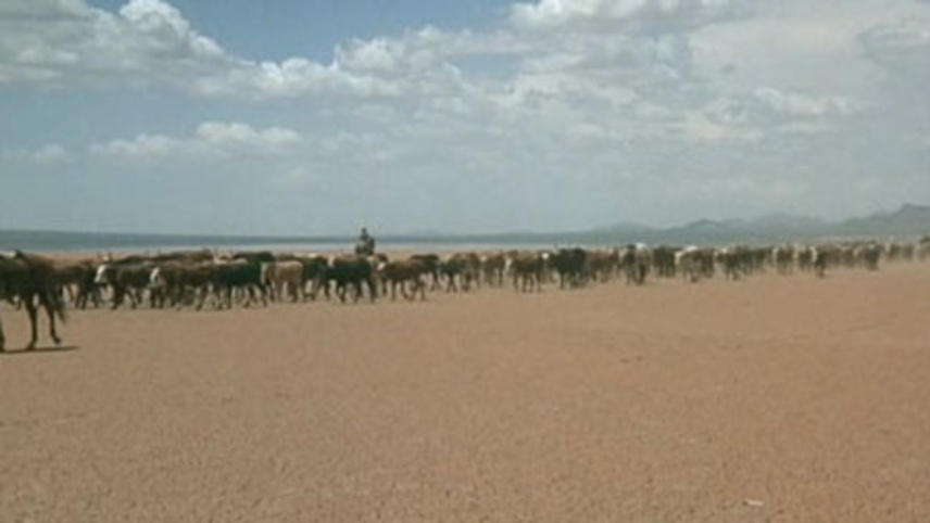 The Culpepper Cattle Co.  ქართულად -  Скотоводческая компания Калпеппера