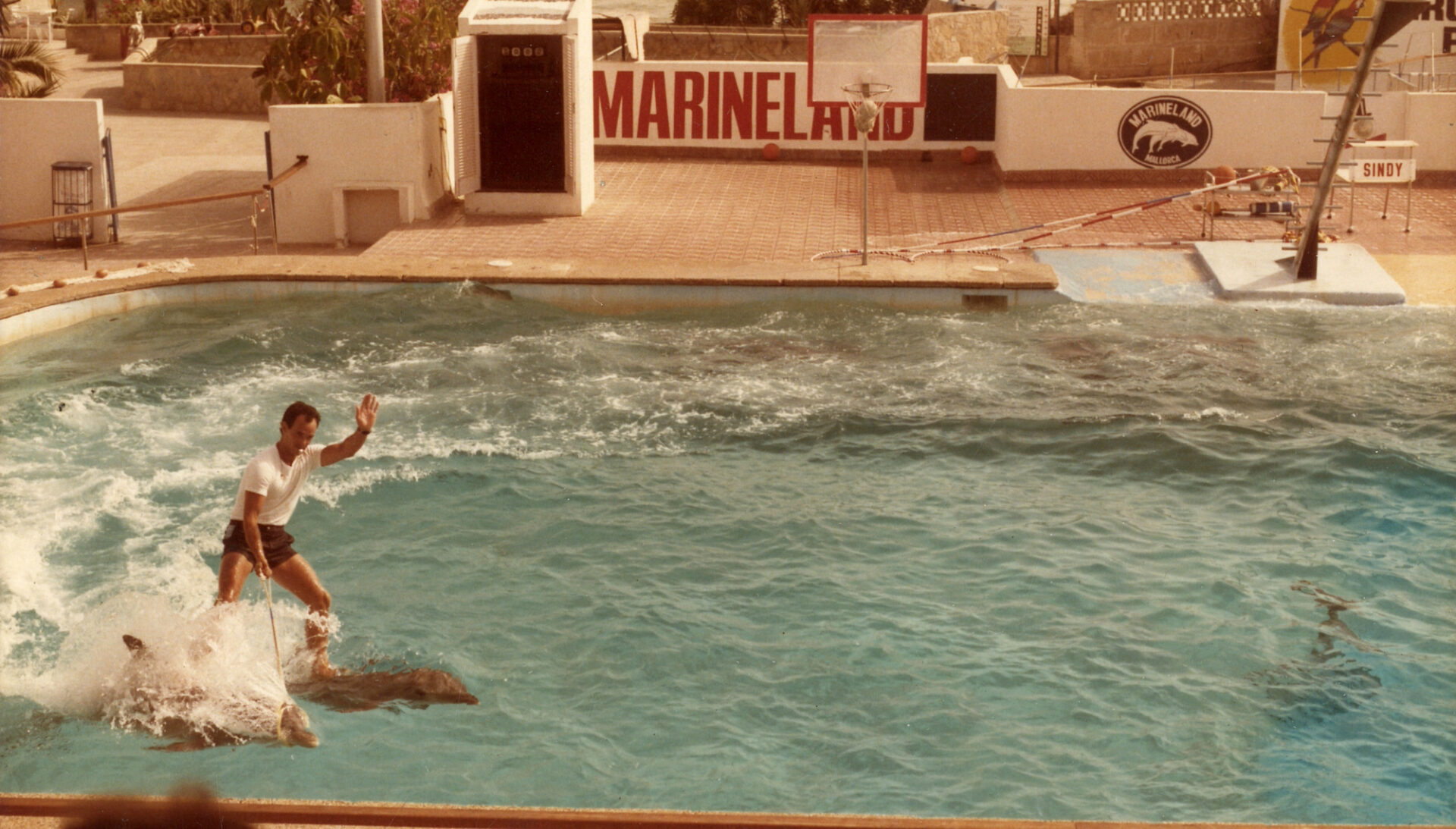 The Last Dolphin King