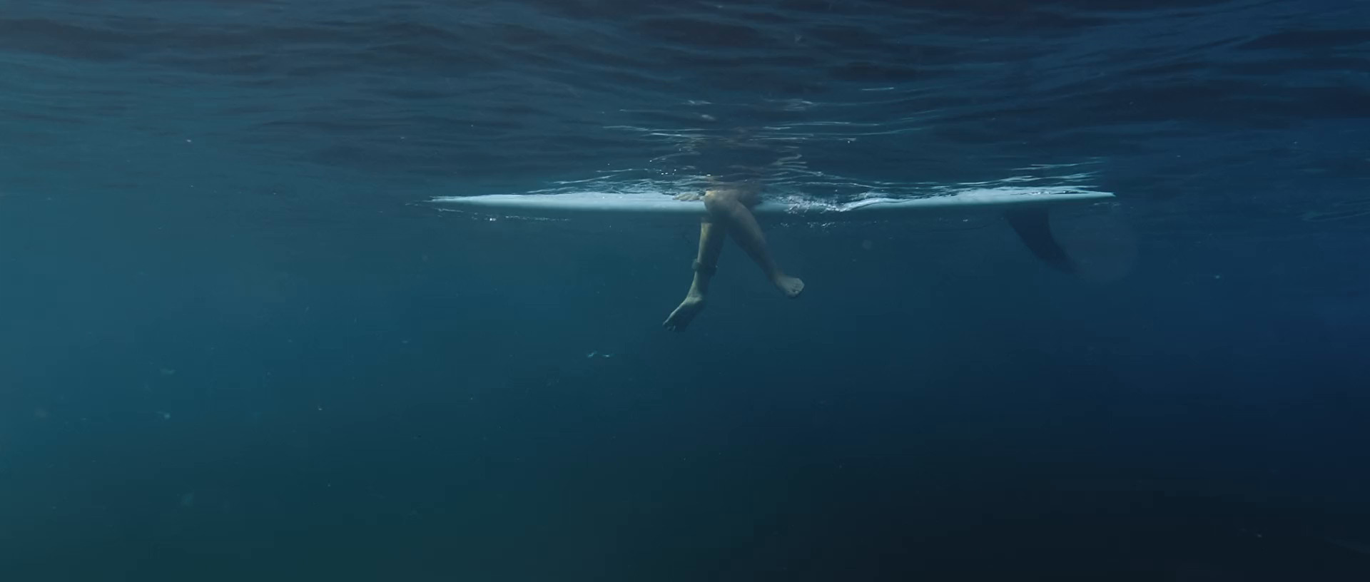 უზარმაზარი ზვიგენი  ქართულად -  Huge Shark