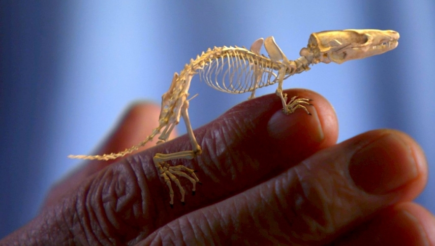 დევიდ ათენბოროს ცხოველების აღმასვლა: ხერხემლიანების ტრიუმფი  ქართულად -  Rise of Animals: Triumph of the Vertebrates