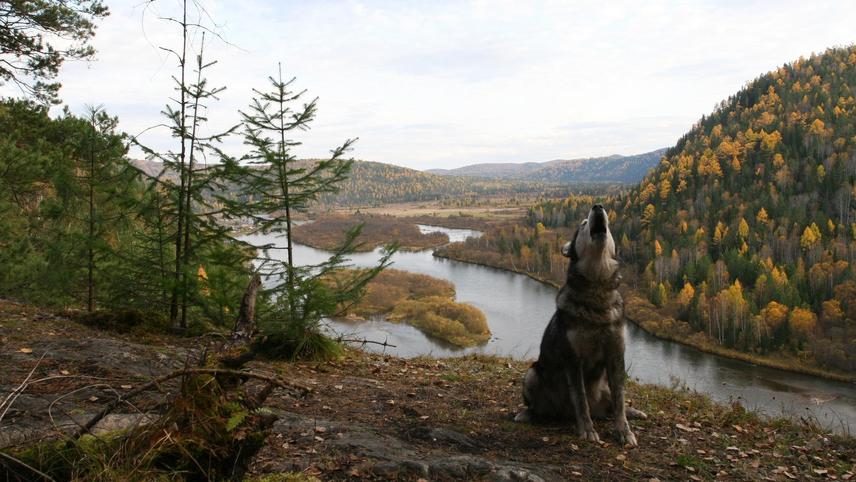 ციმბირი, მონამური  ქართულად -  Siberia, Monamour
