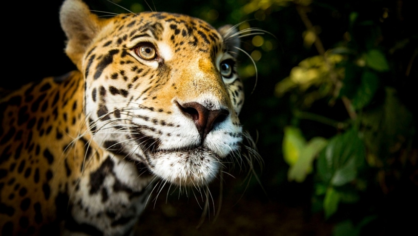 დიდი კატები  ქართულად -  Big Cats