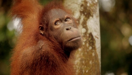 ცხოვრების საოცრებანი  ქართულად -  Wonders of Life