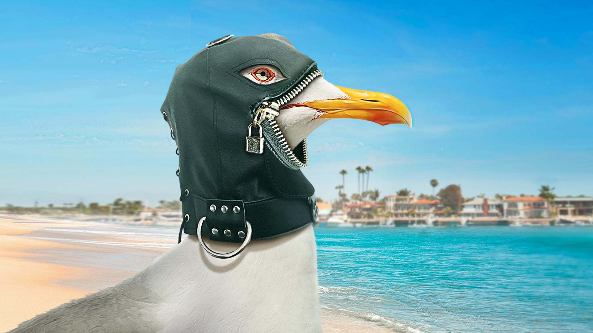 სტუმართა წიგნი  ქართულად -  The Guest Book