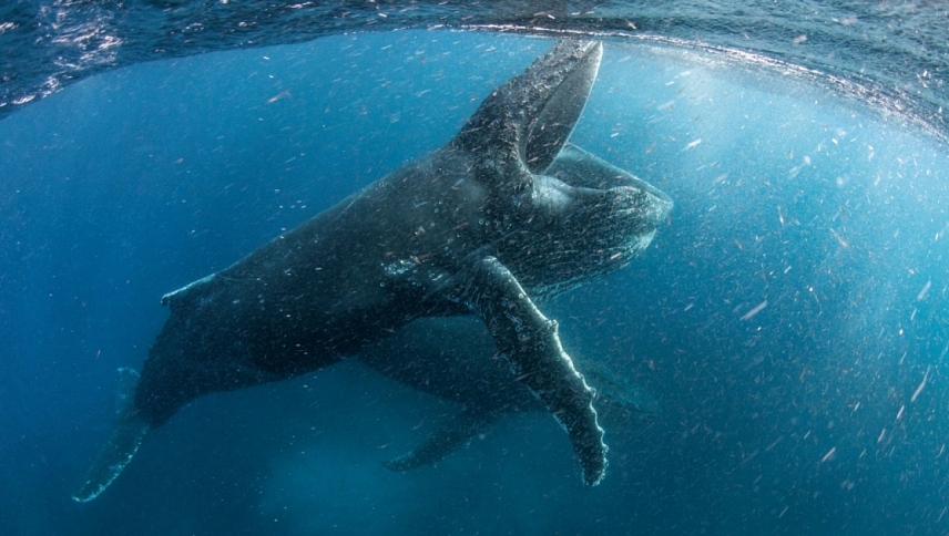 ჩვენი პლანეტა  ქართულად -  Our Planet