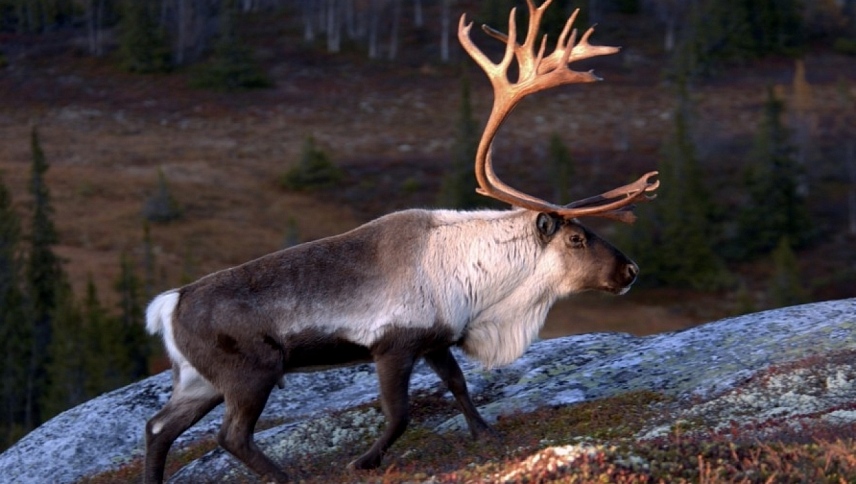 ველური ჩრდილოეთი  ქართულად -  Wild North