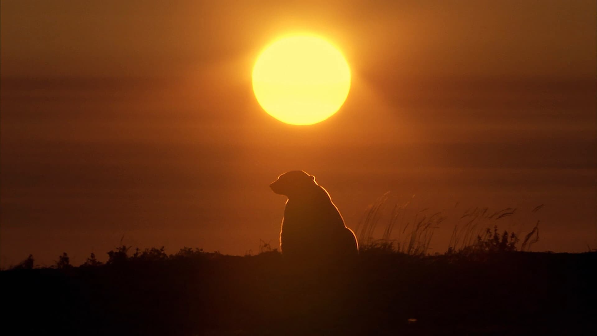 გაყინული პლანეტა  ქართულად -  Frozen Planet