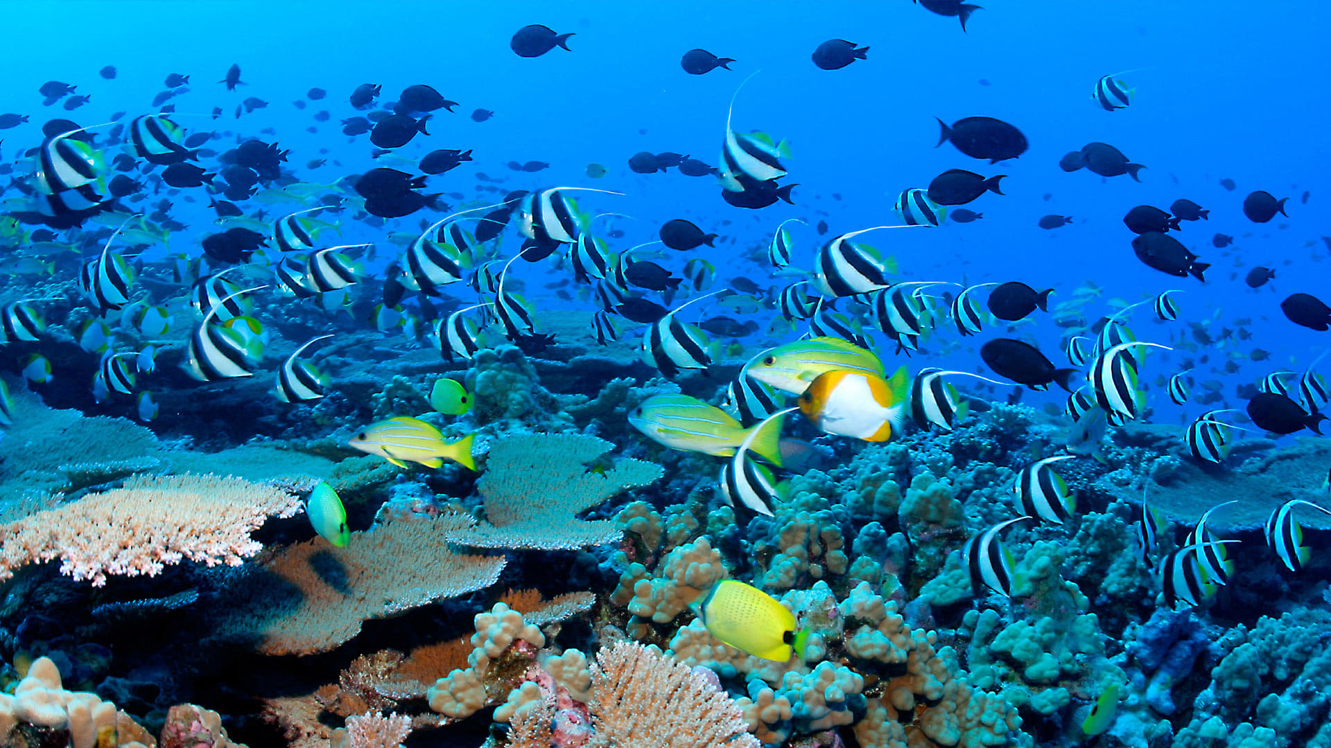 ლურჯი პლანეტა  ქართულად -  The Blue Planet