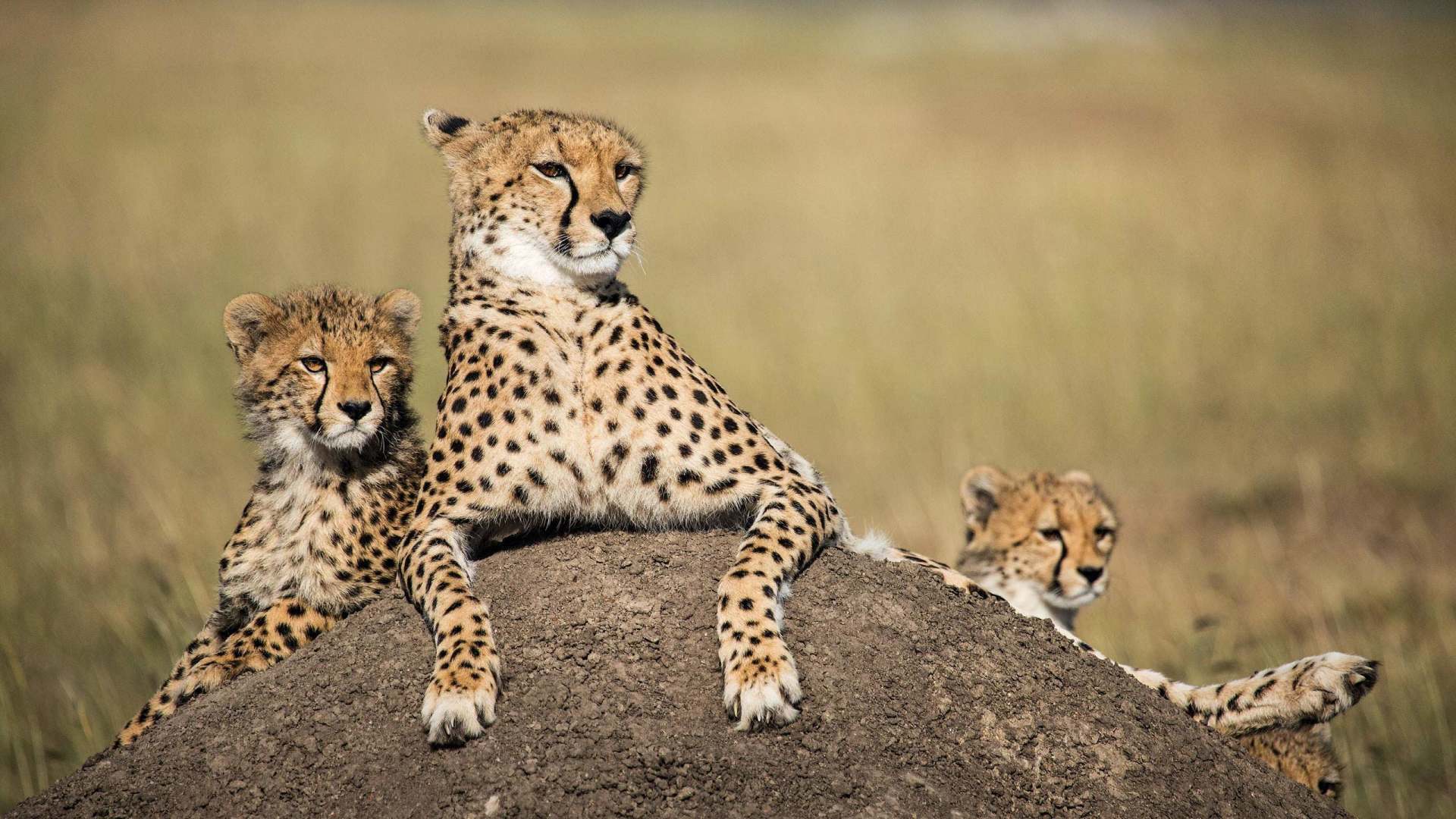 ნადირობა  ქართულად -  The Hunt