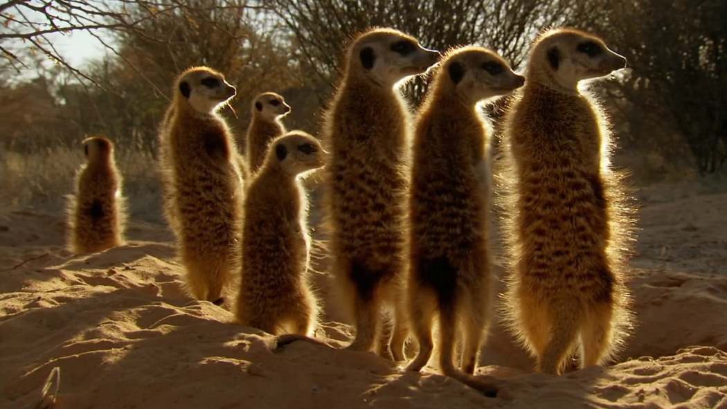 აფრიკა  ქართულად -  Africa