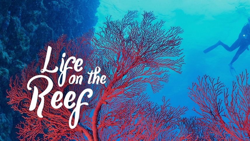 ცხოვრება რიფებზე  ქართულად -  Life on the Reef