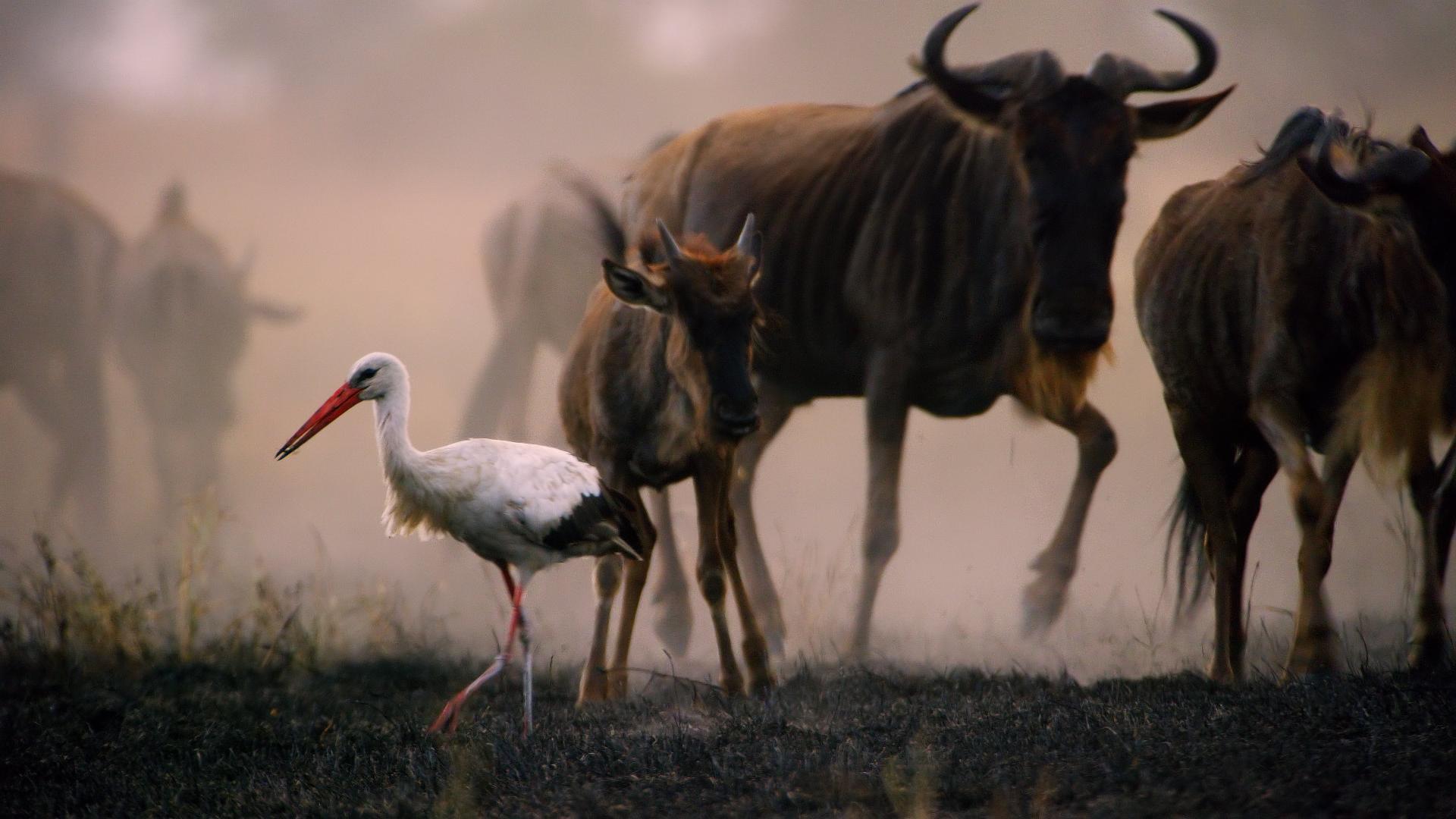 მტრული პლანეტა  ქართულად -  Hostile Planet