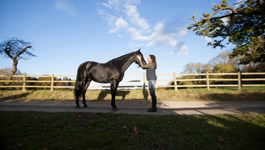 მიშვებული სადავე  ქართულად -  Free Rein