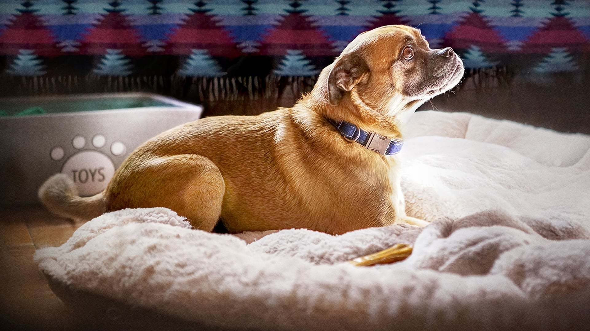 ეს ბრუნოა! ქართულად -  ts Bruno!