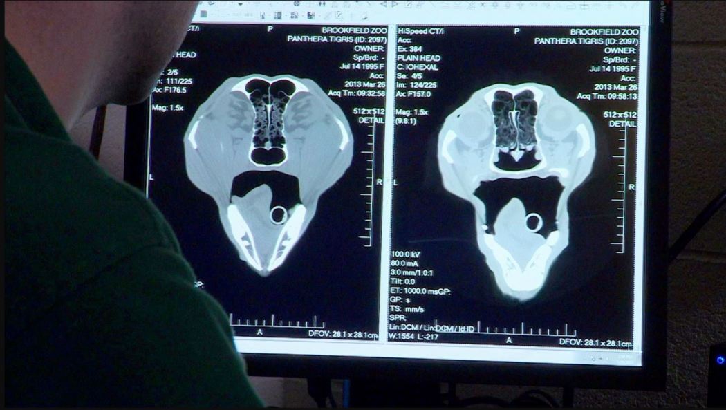 ოპერაცია უდაბური  ქართულად -  Operation Wild