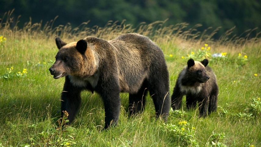 ველური იაპონია  ქართულად -  Japan: Earths Enchanted Islands