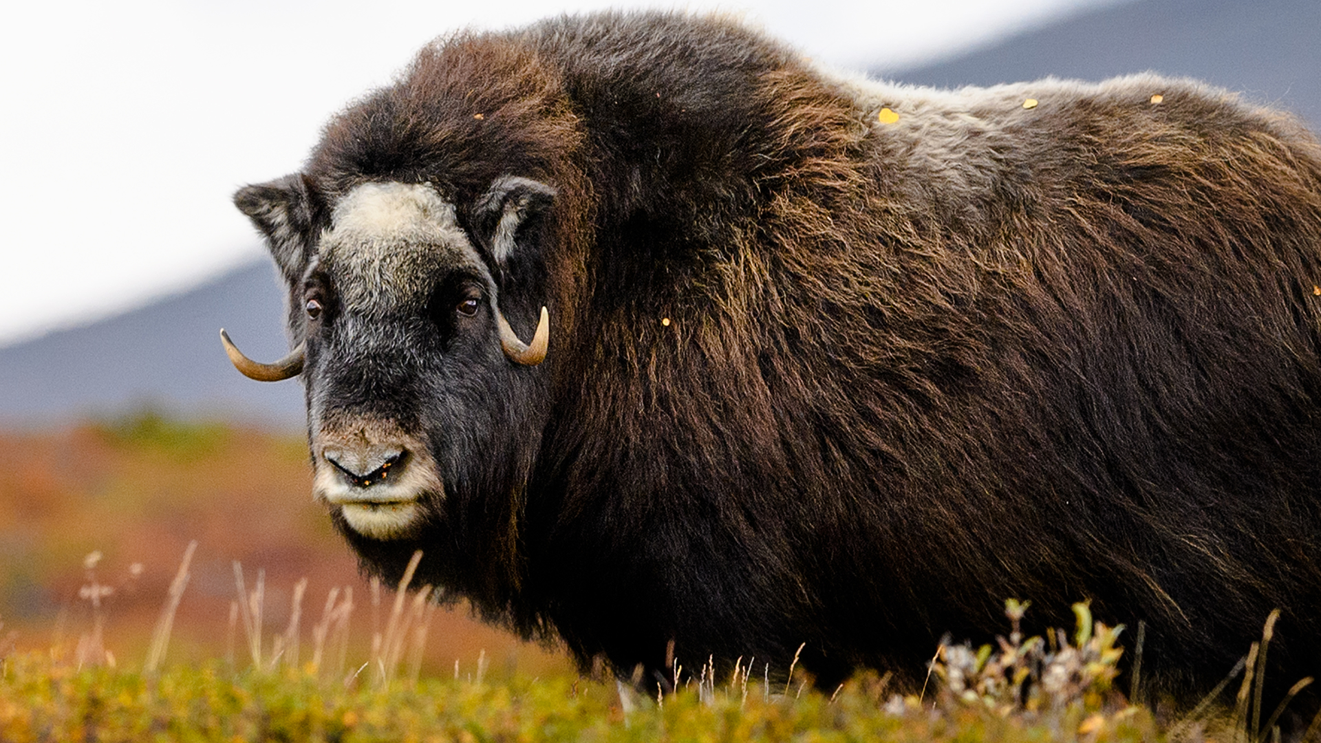 მარტოსული: მხეცი  ქართულად -  Alone: The Beast