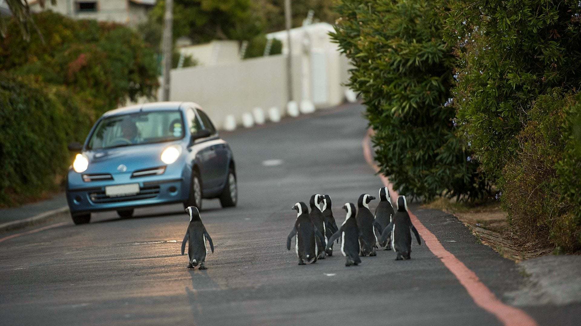 Cities: Natures New Wild