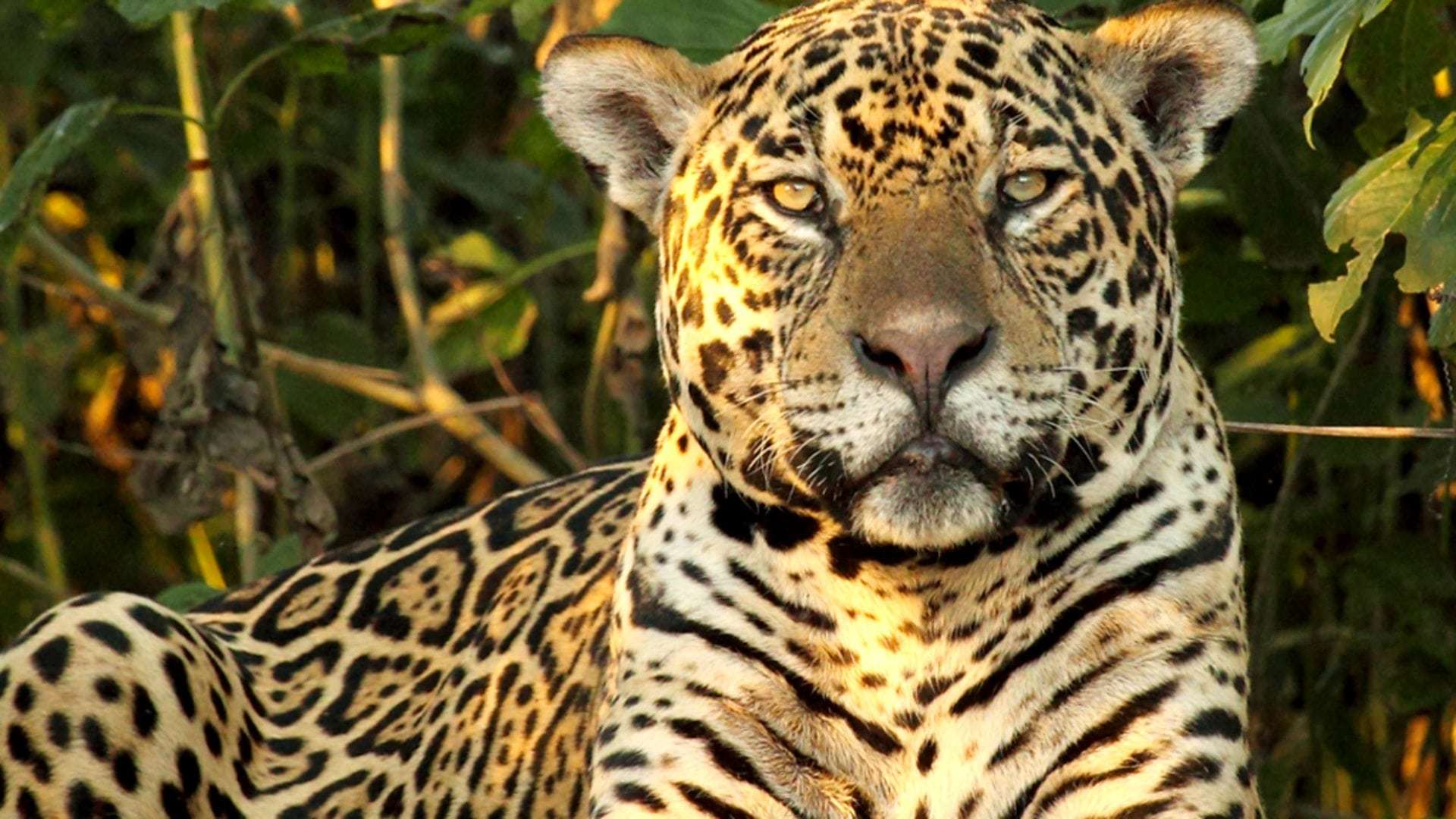 ველური ბრაზილია  ქართულად -  Wild Brazil