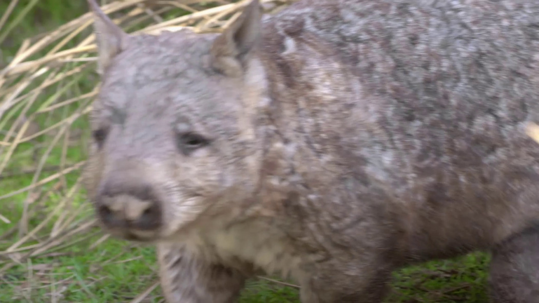 Secret Life of the Wombat